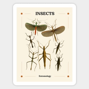 Insects I Magnet